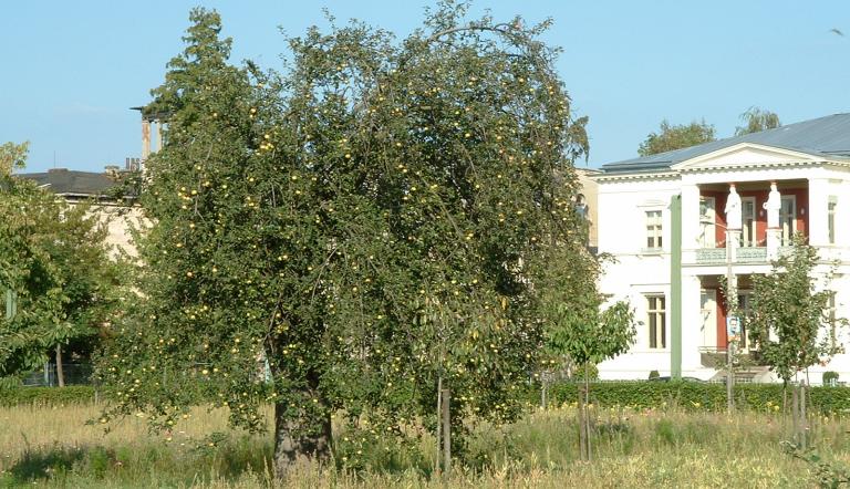 Naturdenkmal Nr. 26 Apfelbaum in der Alexandrowka (© Heiko Wahl)