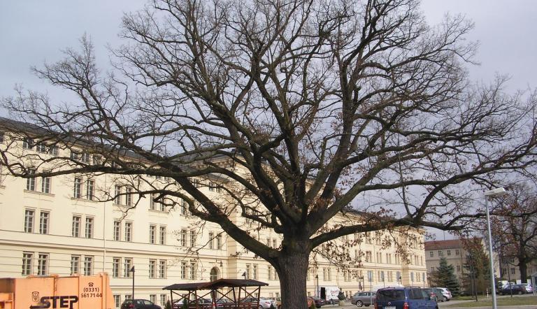 Naturdenkmal Nr. 34 Stiel-Eiche in der Henning-von-Tresckow-Straße (© Heiko Wahl)