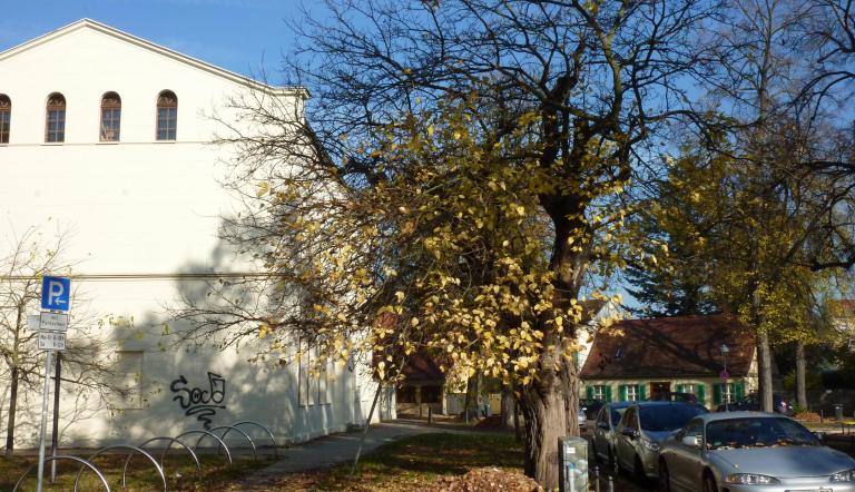 Naturdenkmal Nr. 52 Weißer Maulbeerbaum in Babelsberg Nord (© Heiko Wahl)