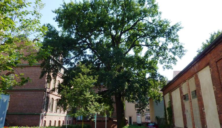 Naturdenkmal Nr. 54 Stiel-Eiche in Babelsberg Nord (© Heiko Wahl)