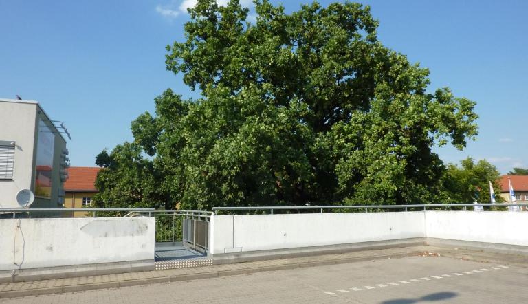 Naturdenkmal Nr. 56 Stiel-Eiche in Babelsberg Süd (© Heiko Wahl)
