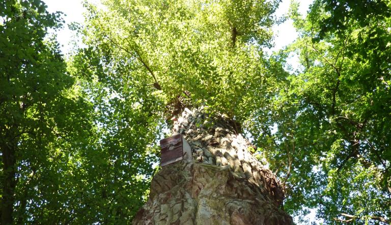 Naturdenkmal Nr. 44 Schwarz-Pappeln auf der Halbinsel Templin (© Landeshauptstadt Potsdam)