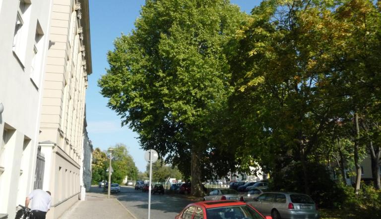Naturdenkmal Nr. 33 Ahornblättrige Platane in der Straße Am Kanal (© Heiko Wahl)