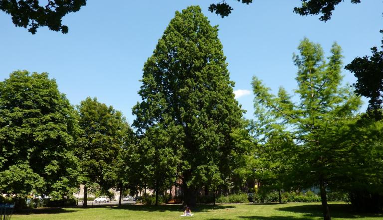 Naturdenkmal Nr. 32 Säulen-Eiche auf dem Bassinplatz (© Heiko Wahl)