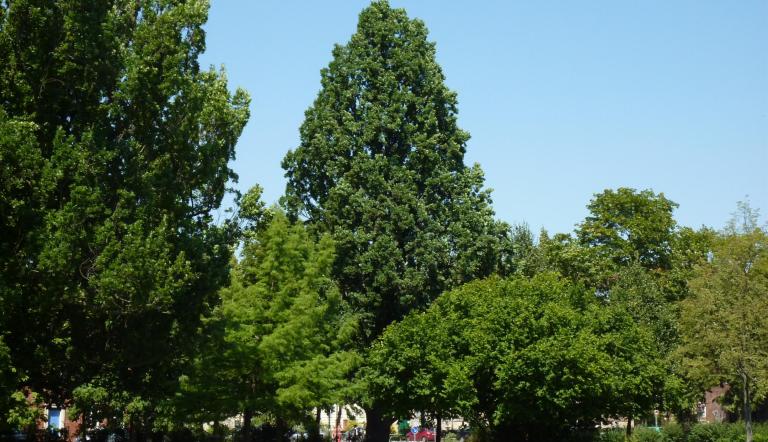 Naturdenkmal Nr. 32 Säulen-Eiche auf dem Bassinplatz (© Heiko Wahl)