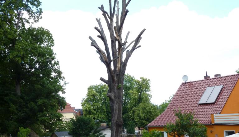 Naturdenkmal Nr. 6 Trauben-Eiche in Bornim (© Heiko Wahl)