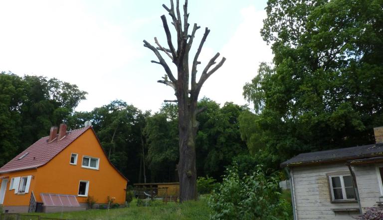 Naturdenkmal Nr. 6 Trauben-Eiche in Bornim (© Heiko Wahl)