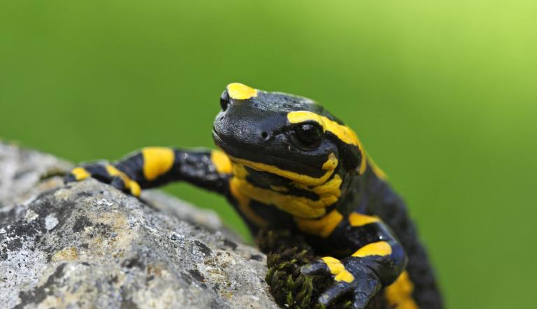 Der Feuersalamander ist das Höhlentier des Jahres 2023, Der Feuersalamander ist das Höhlentier des Jahres 2023,