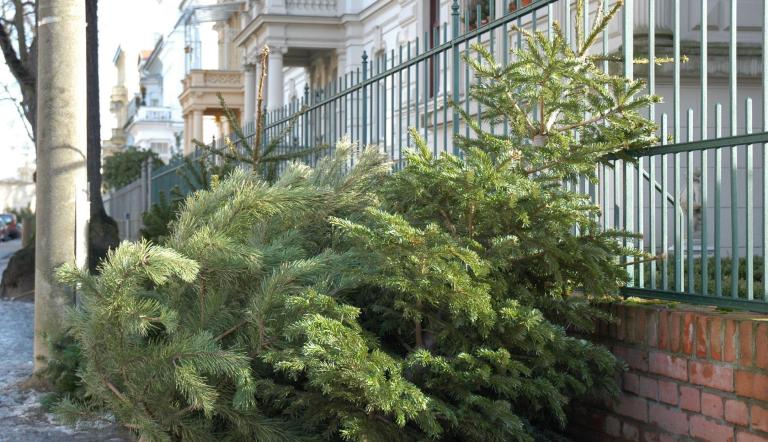 Weihnachtsbaumsammlung 