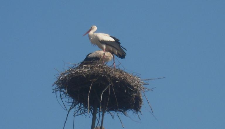 Weißstorch