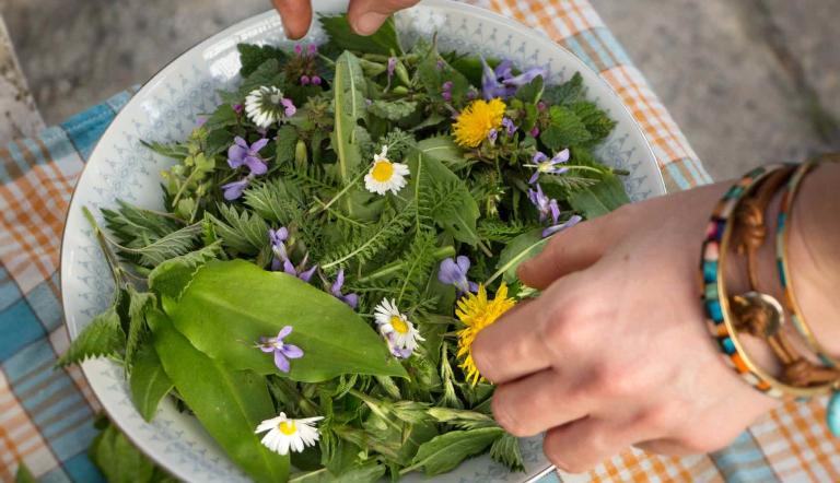 Foto: Claudia Zesche-Göpfert, Lizenz: Herbal Hunter
