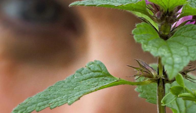 Foto: Claudia Zesche-Göpfert, Lizenz: Herbal Hunter
