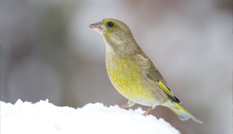 Foto: Frank Derer, Lizenz: Frank Derer