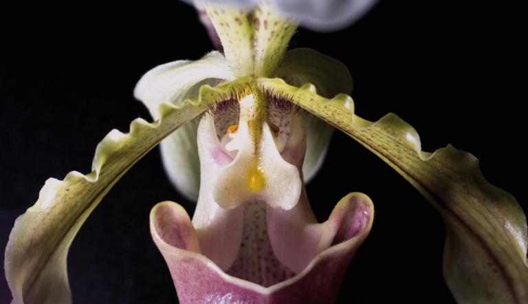 Foto: Biosphäre Potsdam, Lizenz: Biosphäre Potsdam