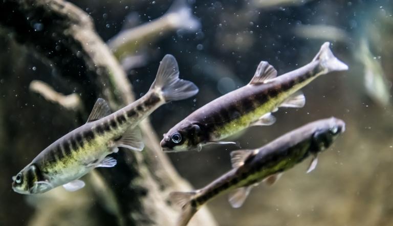 Elritzen im Aquarium, Foto: D. Marschalsky, Lizenz: Naturkundemuseum Potsdam