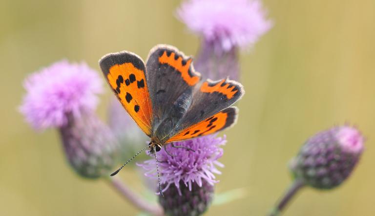 Foto: E. Hangmann, Lizenz: E. Hangmann