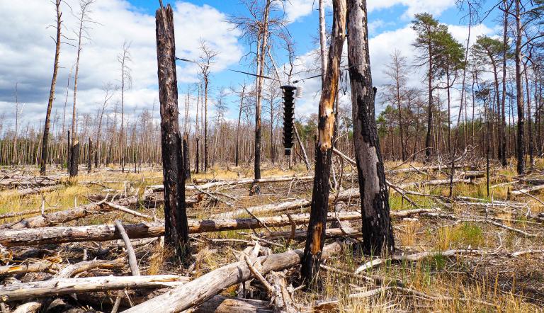 Foto: H. Hartong, Lizenz: H. Hartong