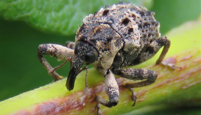 Foto: S. Pollähne, Lizenz: S. Pollähne