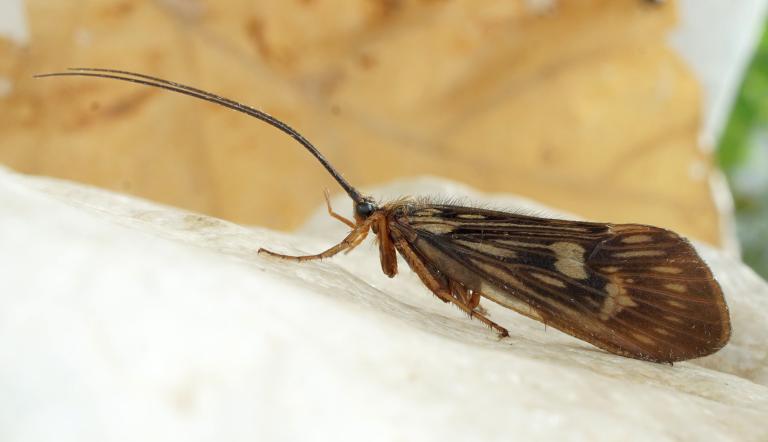 Foto: W. Mey, Lizenz: W. Mey