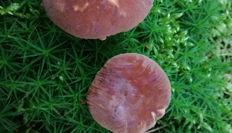 Foto: Sylvia Hutter, Lizenz: Sylvia Hutter