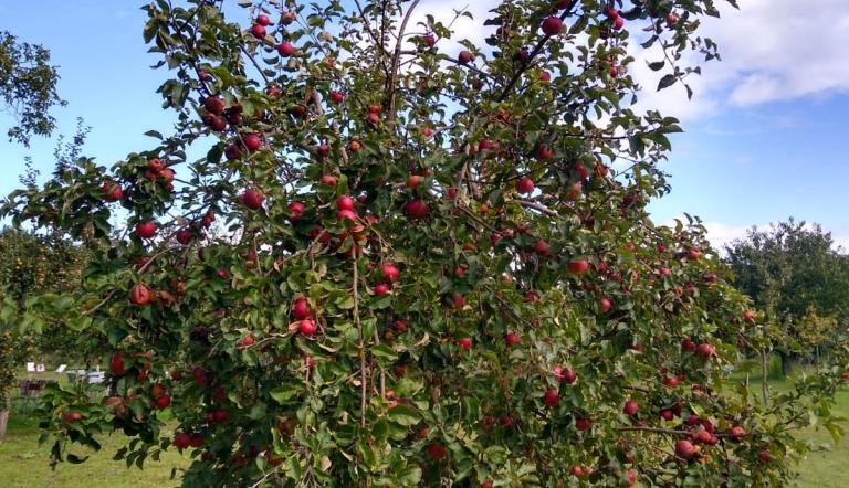 Foto: Museum Alexandrowka, Lizenz: Museum Alexandrowka