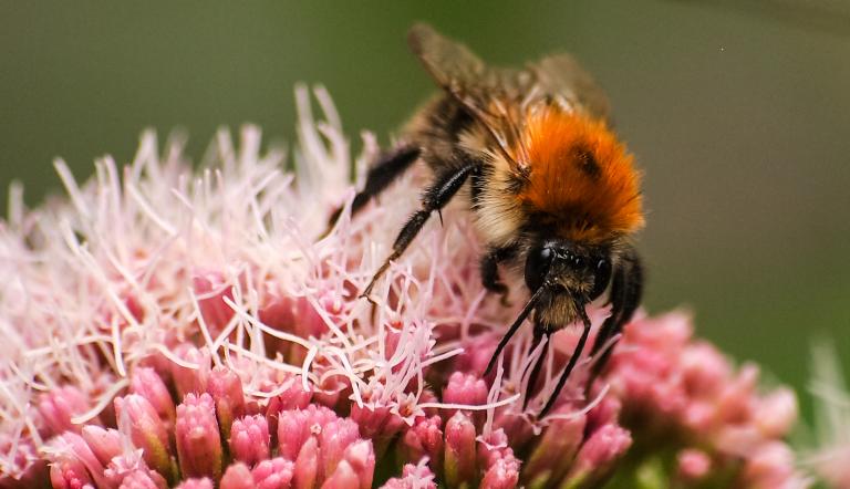 Foto: Kathy Büscher , Lizenz: NABU 