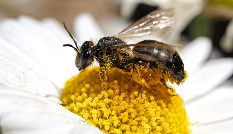 Foto: Kathy Büscher , Lizenz: NABU Rinteln 