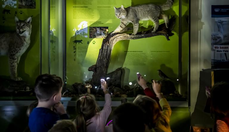 Kindergruppe hält Taschenlampen in der Hand und beleuchten damit ein Wildkatzen-Präparat in der Ausstellungsvitrine, Foto: D. Marschalsky, Lizenz: Naturkundemuseum Potsdam