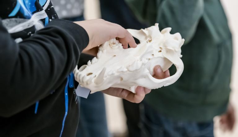 Kind mit Schädel eines Wolfes, Foto: David Marschalsky, Lizenz: NKMP