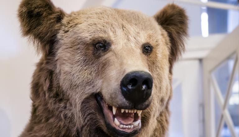 Braunbär-Präparat in der Nahaufnahme mit geöffnetem Mund und gut sichtbaren Zähnen., Foto: D. Marschalsky, Lizenz: Naturkundemuseum Potsdam