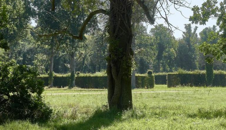 Klimawandel im Park Sanssouci, Foto: Daniel Lindner, Lizenz: SPSG
