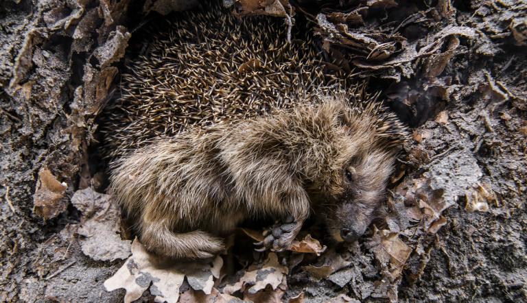 Foto: David Marschalsky, Lizenz: Naturkundemuseum Potsdam