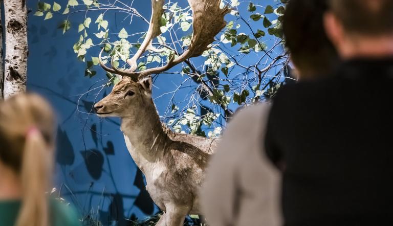 Damhirsch mit weiß gepunkteten Fell, Foto: David Marschalsky, Lizenz: Naturkundemuseum Potsdam