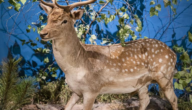 Damhirsch mit Schaufelgeweih, Foto: David Marschalsky, Lizenz: Naturkundemuseum Potsdam