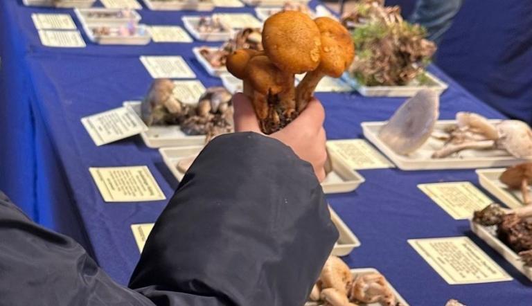 Kind untersucht einen Pilz, Foto: S. Wolf, Lizenz: NKMP