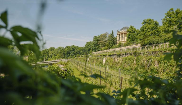 Königlicher Weinberg Potsdam, Foto: Julia Nimke, Lizenz: PMSG SPSG