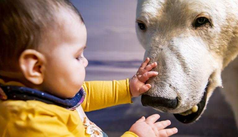 Ob der Eisbär so weich ist wie mein Kuscheltier?, Foto: David Marschalsky, Lizenz: Naturkundemuseum Potsdam
