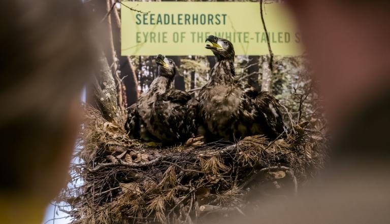 Junge Seeadler im Nest, Foto: David Marschalsky, Lizenz: Naturkundemuseum Potsdam
