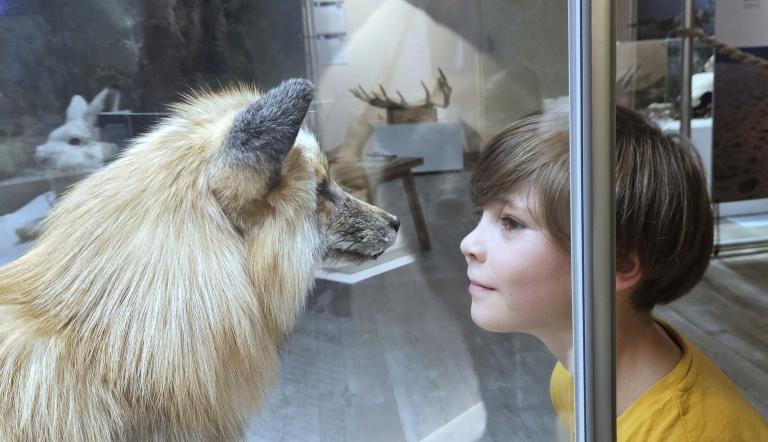 Den Fuchs (Vulpes vulpes) im Blick , Foto: I. Pokorny, Lizenz: Naturkundemuseum Potsdam