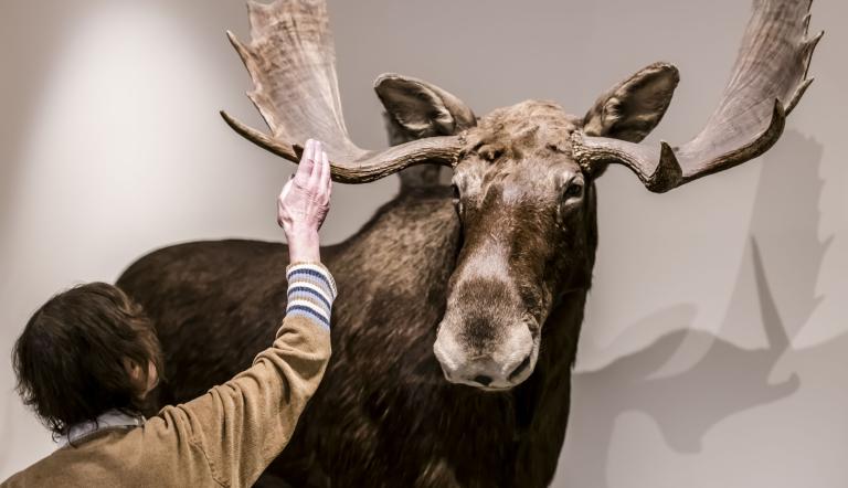 Hallo Elch!, Foto: David Marschalsky, Lizenz: Naturkundemuseum Potsdam