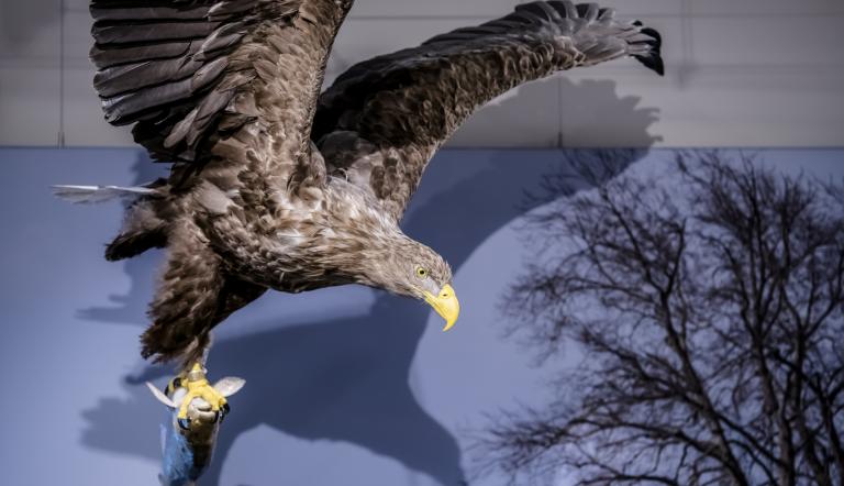 Foto: David Marschalsky, Lizenz: Naturkundemuseum Potsdam