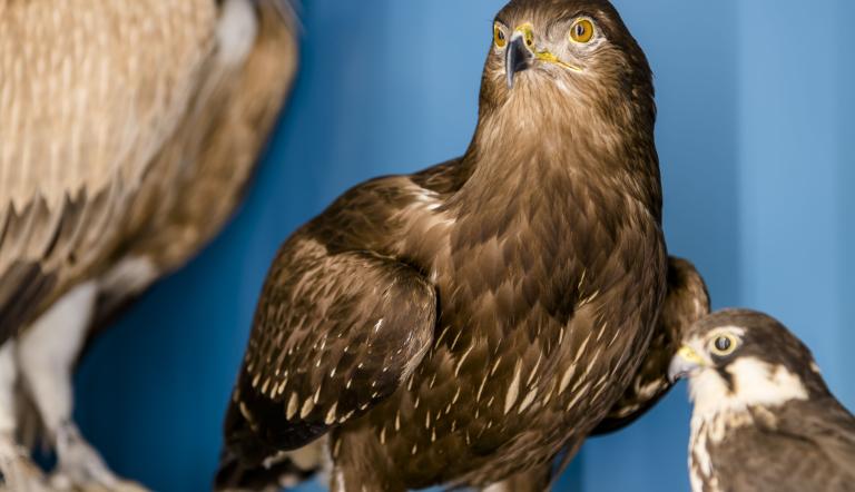 Wie kommt Schreiadler Sigmar zu seinem Namen?, Foto: D. Marschalsky, Lizenz: Naturkundemuseum Potsdam