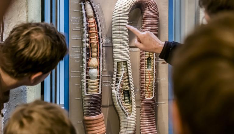 Regenwurm-Modell von Alfred Keller, Foto: D. Marschalsky, Lizenz: Naturkundemuseum Potsdam