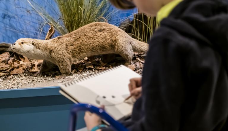 Tieren künstlerisch nahe kommen im Naturkundemuseum Potsdam, Foto: David  Marschalsky, Lizenz: Naturkundemuseum Potsdam