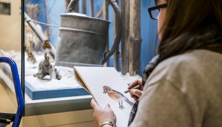 Rotkehlchen - Zeichnen am Objekt nach Schließung des Museums, Foto: David Marschalsky, Lizenz: Naturkundemuseum Potsdam