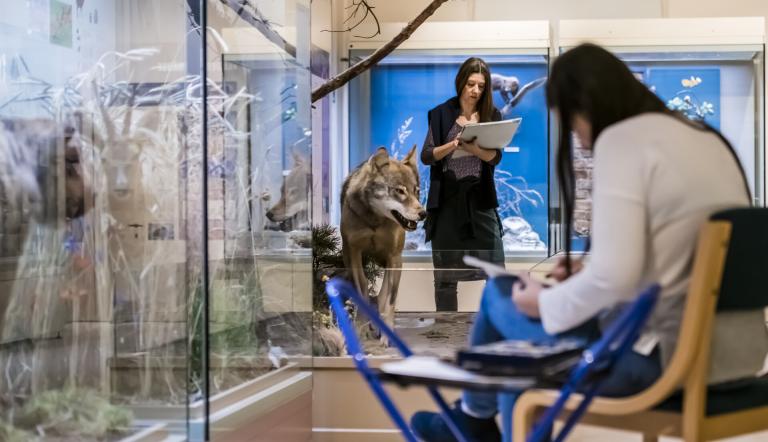 Zeichnen vor den Tieren in den Ausstellungen , Foto: David Marschalsky, Lizenz: Naturkundemuseum Potsdam