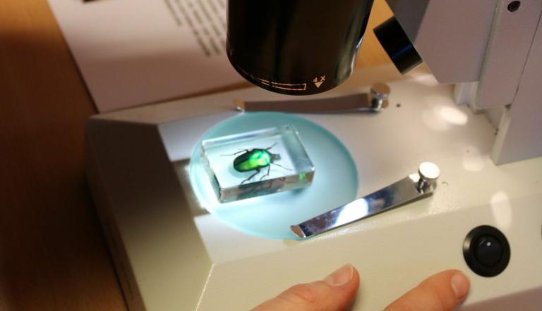Unter dem Binokular sieht alles anders aus., Foto: David Marschalsky, Lizenz: Naturkundemuseum Potsdam