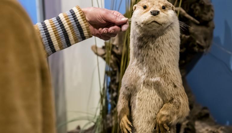 Ottertasthaare werden erfühlt, Foto: David Marschalsky, Lizenz: Naturkundemuseum Potsdam