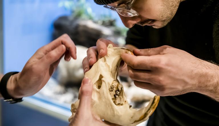 Der Bilderschädel wird ganz genau betrachtet, Foto: David Marschalsky, Lizenz: Naturkundemuseum Potsdam