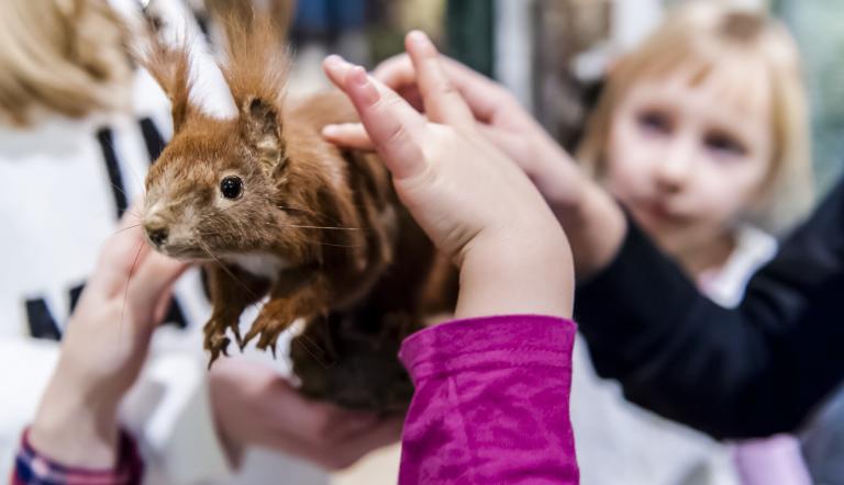 So weich ist das Fell eines Eichhörnchens, Foto: David Marschalsky, Lizenz: Naturkundemuseum Potsdam
